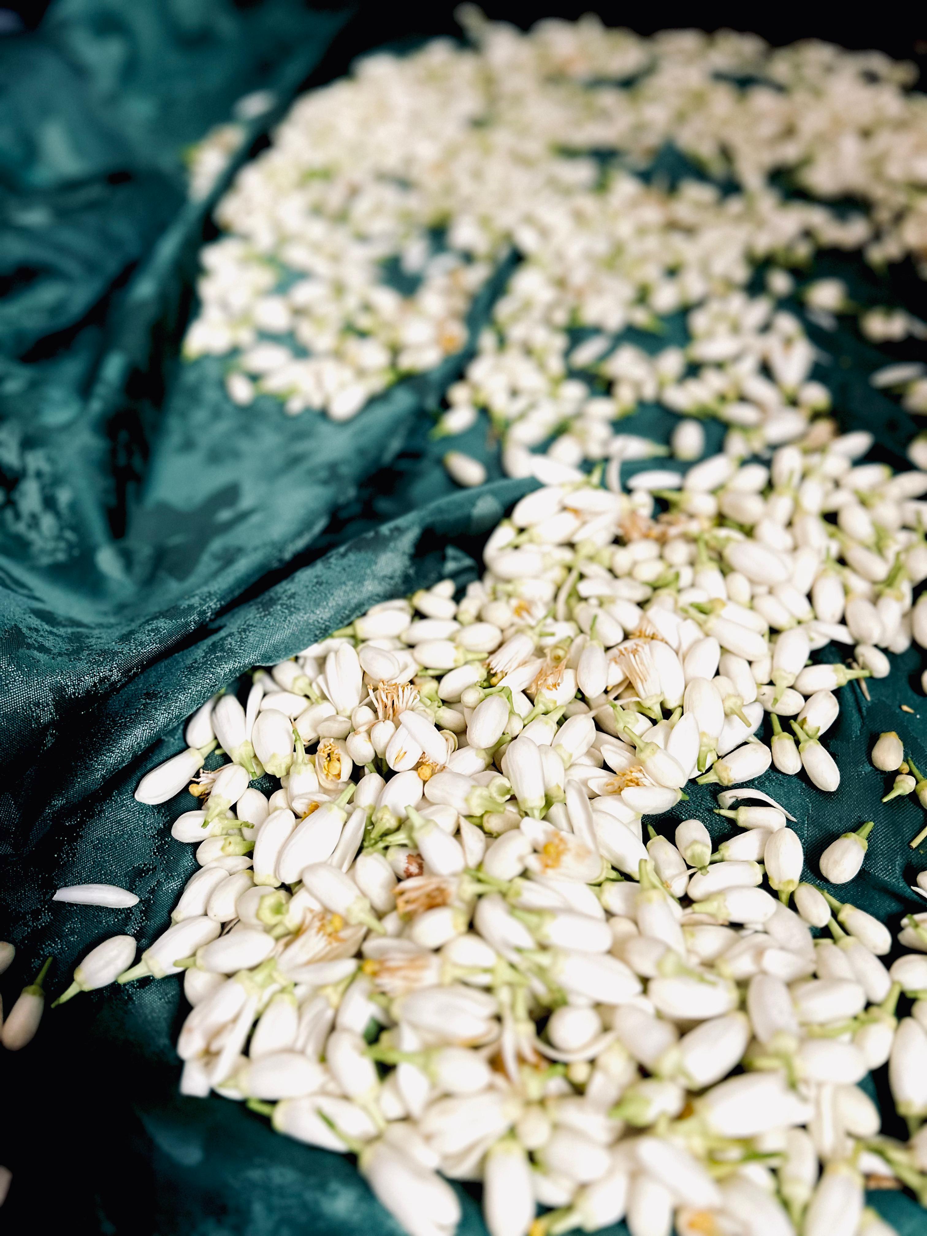 Fleurs d'oranger amer fraîches, séchage sur soie verte