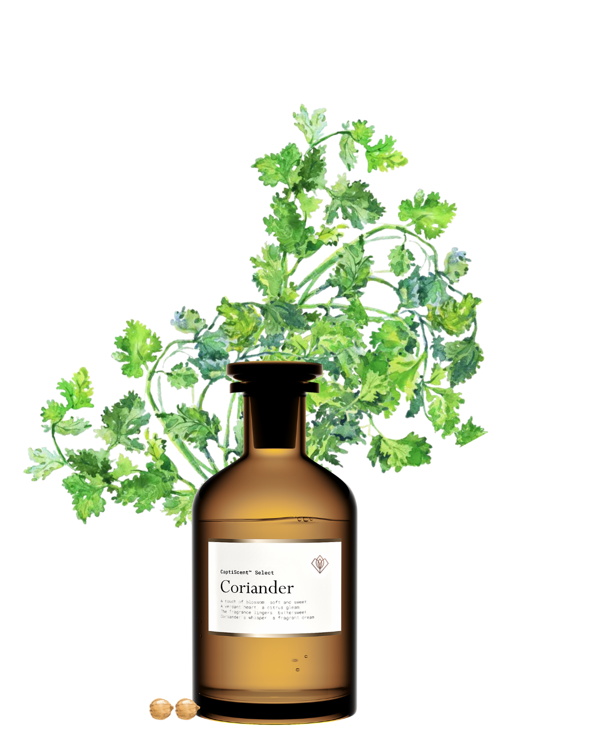 Graines de coriandre (Coriandrum sativum), matière première de l'extrait CO₂