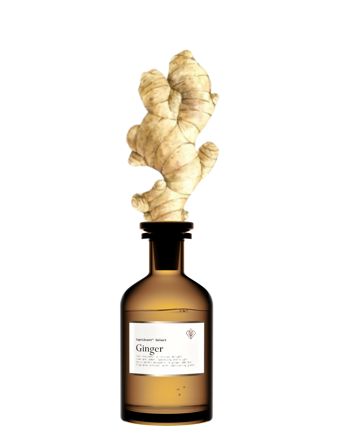 Rhizome de gingembre (Zingiber officinale), matière première de l'extrait CO₂