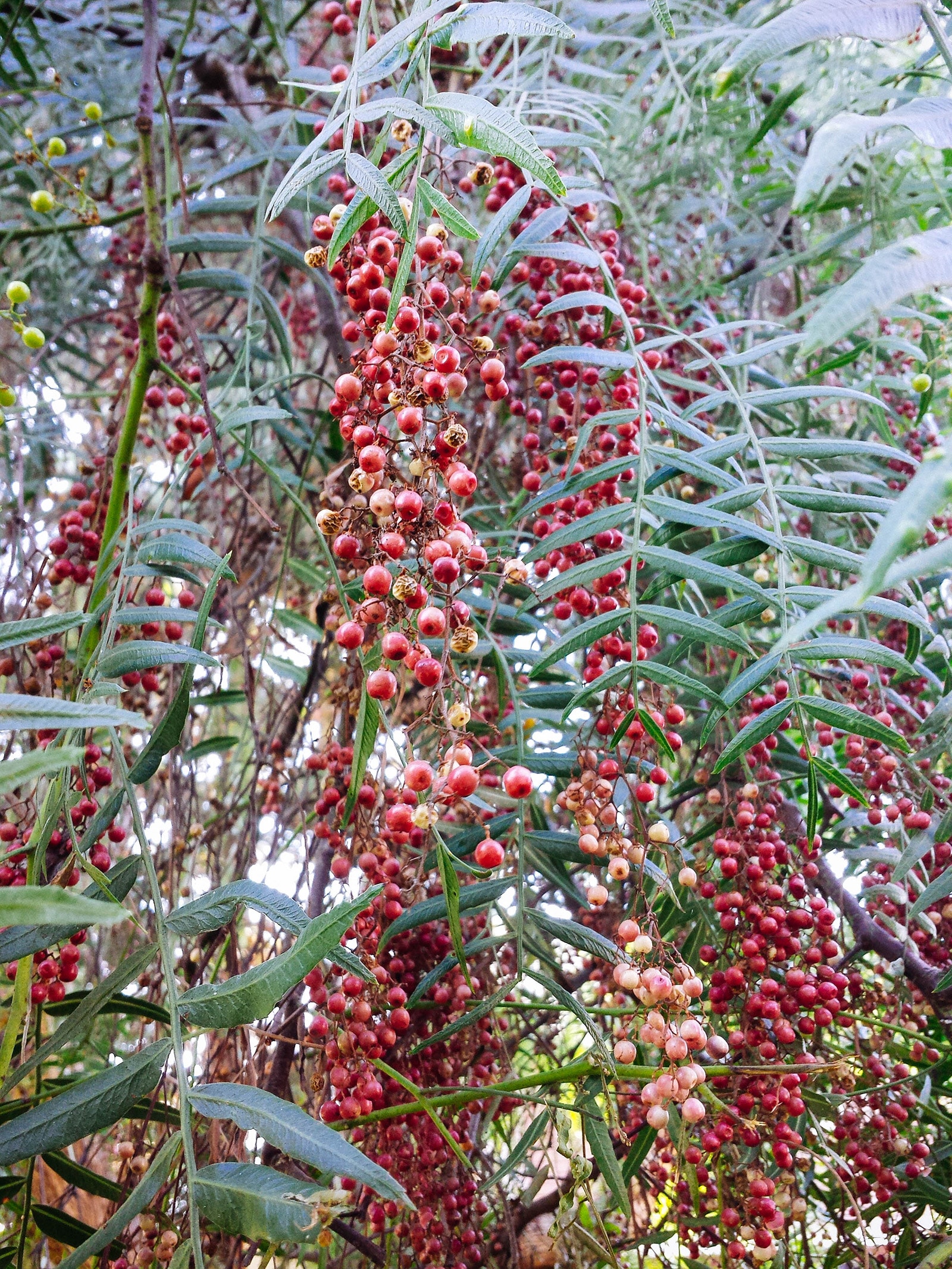 Baies roses de Schinus terebinthifolius, matière première de l'extrait CO₂